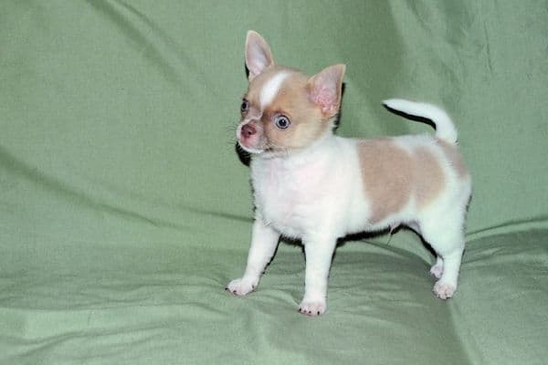 Devin-Fawn Spotted Male Chihuahua Puppy media 27