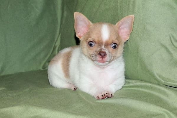 Devin-Fawn Spotted Male Chihuahua Puppy media 28