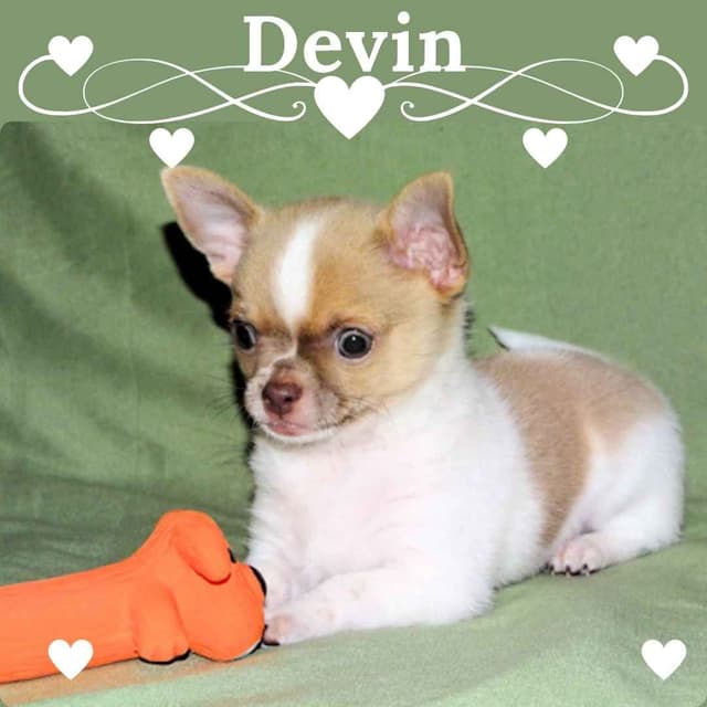 Devin-Fawn Spotted Male Chihuahua Puppy media 26