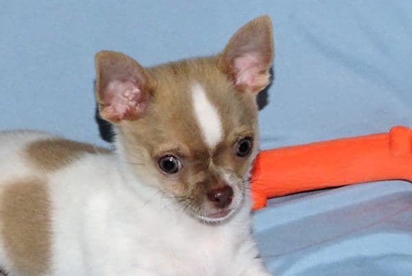 Devin-Fawn Spotted Male Chihuahua Puppy media 21