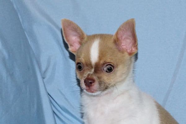 Devin-Fawn Spotted Male Chihuahua Puppy media 19
