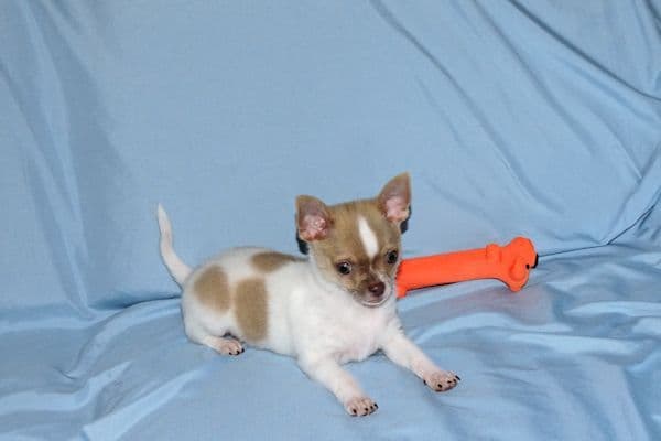 Devin-Fawn Spotted Male Chihuahua Puppy media 25
