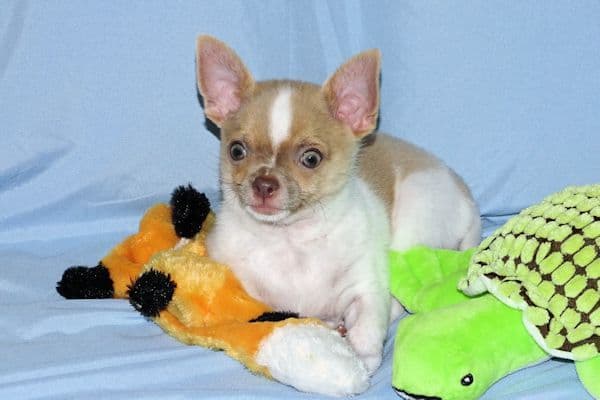 Devin-Fawn Spotted Male Chihuahua Puppy media 17