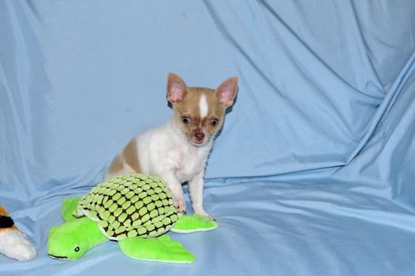 Devin-Fawn Spotted Male Chihuahua Puppy media 16