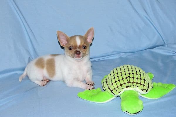 Devin-Fawn Spotted Male Chihuahua Puppy media 18