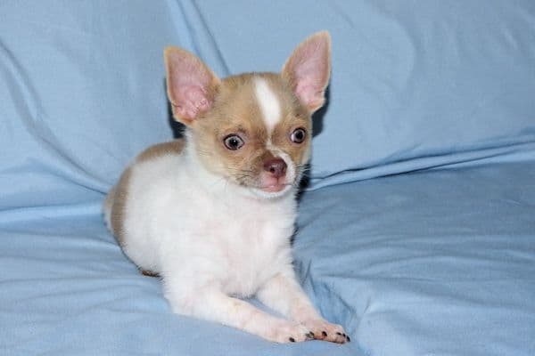 Devin-Fawn Spotted Male Chihuahua Puppy media 20