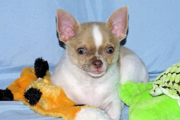 Devin-Fawn Spotted Male Chihuahua Puppy media 14