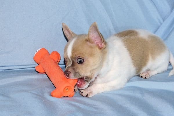 Devin-Fawn Spotted Male Chihuahua Puppy media 23