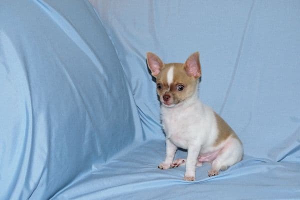 Devin-Fawn Spotted Male Chihuahua Puppy media 15
