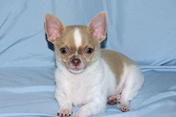 Devin-Fawn Spotted Male Chihuahua Puppy media 22