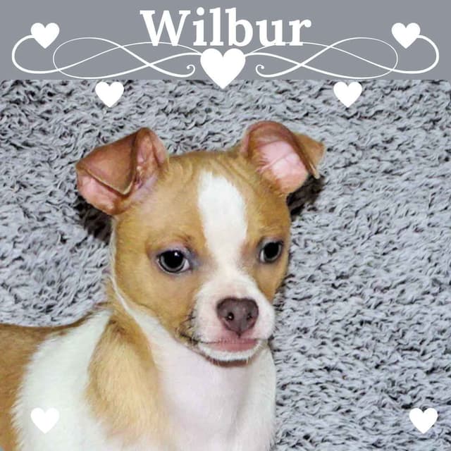 Wyatt & Wilbur- Spotted Smoothcoat Male chihuahua puppies media 13