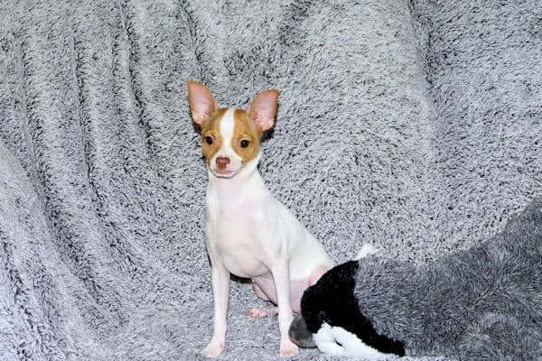 Wyatt & Wilbur- Spotted Smoothcoat Male chihuahua puppies media 8