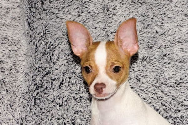 Wyatt & Wilbur- Spotted Smoothcoat Male chihuahua puppies media 5