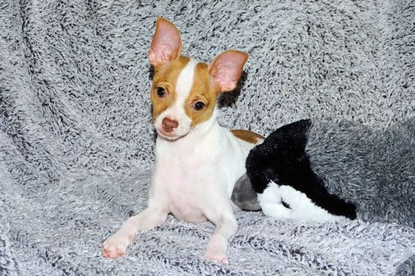 Wyatt & Wilbur- Spotted Smoothcoat Male chihuahua puppies media 3