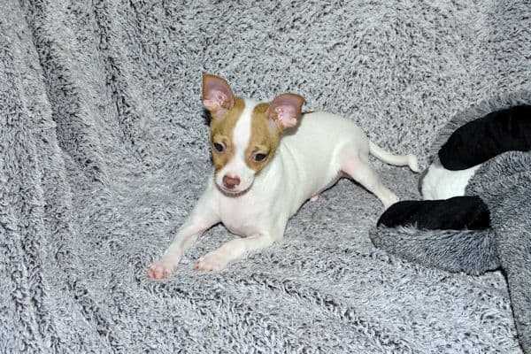 Wyatt & Wilbur- Spotted Smoothcoat Male chihuahua puppies media 6