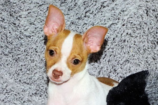 Wyatt & Wilbur- Spotted Smoothcoat Male chihuahua puppies media 10