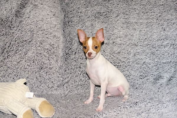 Wyatt & Wilbur- Spotted Smoothcoat Male chihuahua puppies media 4