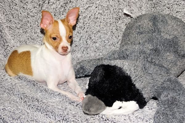 Wyatt & Wilbur- Spotted Smoothcoat Male chihuahua puppies media 7