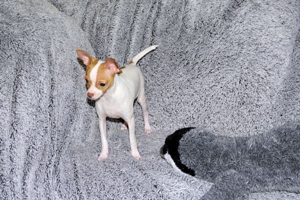 Wyatt & Wilbur- Spotted Smoothcoat Male chihuahua puppies media 12
