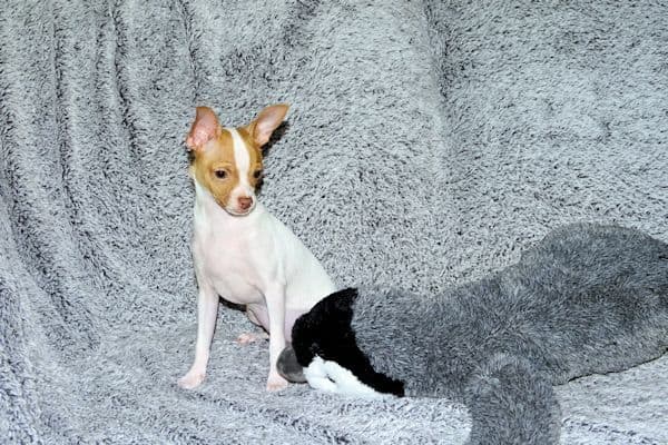 Wyatt & Wilbur- Spotted Smoothcoat Male chihuahua puppies media 9
