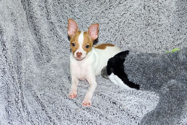 Wyatt & Wilbur- Spotted Smoothcoat Male chihuahua puppies media 11