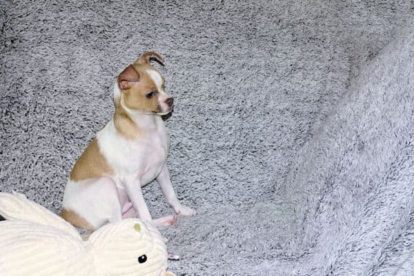 Wyatt & Wilbur- Spotted Smoothcoat Male chihuahua puppies media 17