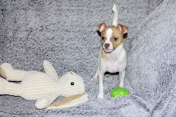 Wyatt & Wilbur- Spotted Smoothcoat Male chihuahua puppies media 14