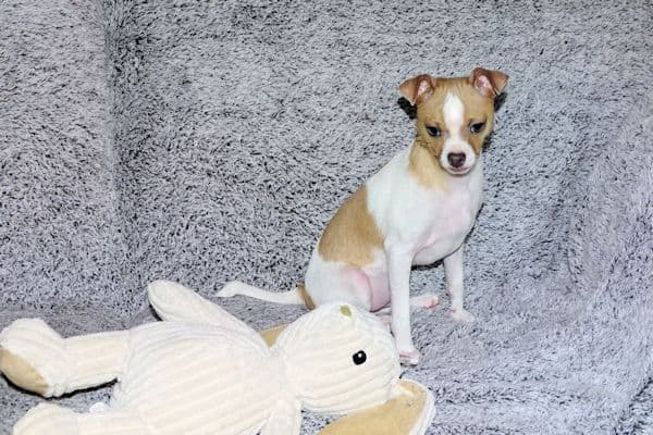 Wyatt & Wilbur- Spotted Smoothcoat Male chihuahua puppies media 18