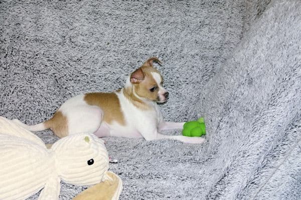Wyatt & Wilbur- Spotted Smoothcoat Male chihuahua puppies media 21