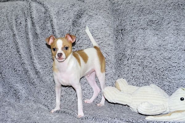 Wyatt & Wilbur- Spotted Smoothcoat Male chihuahua puppies media 16