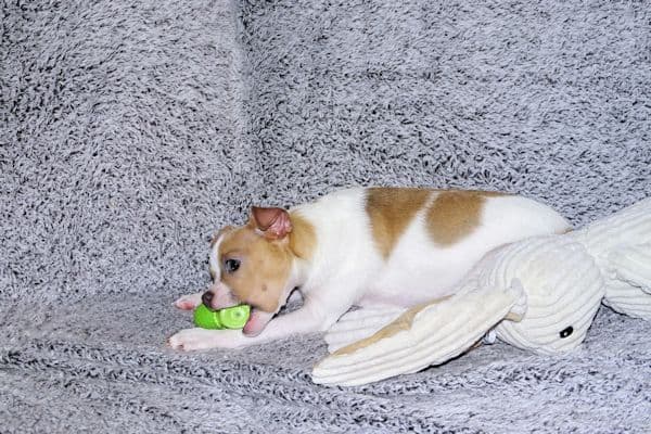 Wyatt & Wilbur- Spotted Smoothcoat Male chihuahua puppies media 19