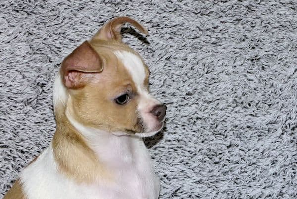 Wyatt & Wilbur- Spotted Smoothcoat Male chihuahua puppies media 23