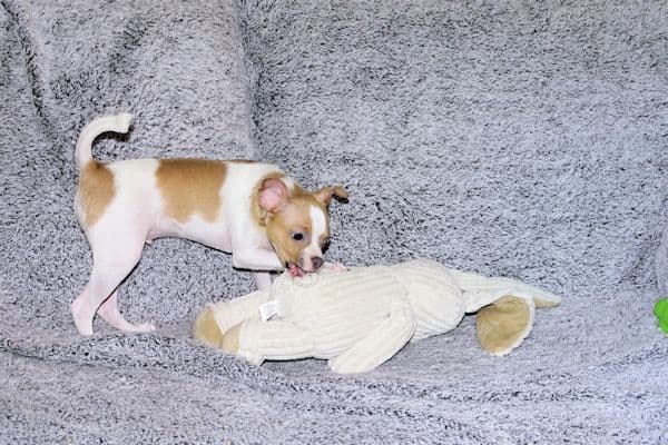 Wyatt & Wilbur- Spotted Smoothcoat Male chihuahua puppies media 22