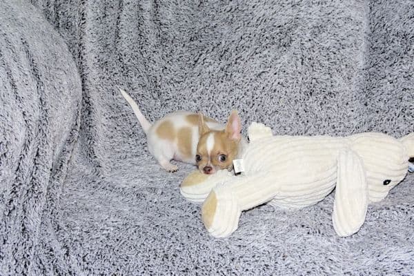 Devin-Fawn Spotted Male Chihuahua Puppy media 2