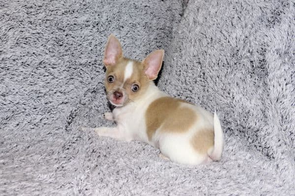 Devin-Fawn Spotted Male Chihuahua Puppy media 10