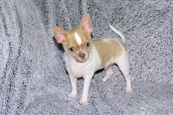 Devin-Fawn Spotted Male Chihuahua Puppy media 9