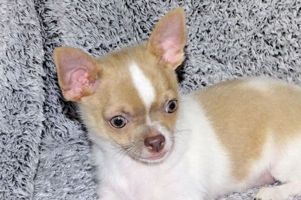 Devin-Fawn Spotted Male Chihuahua Puppy media 6