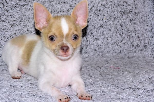 Devin-Fawn Spotted Male Chihuahua Puppy media 7