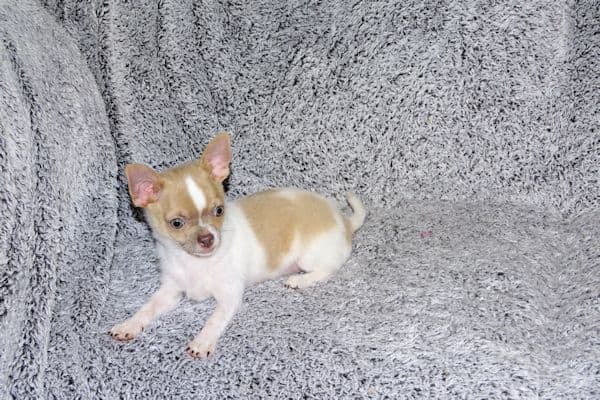 Devin-Fawn Spotted Male Chihuahua Puppy media 5