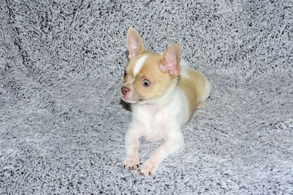Devin-Fawn Spotted Male Chihuahua Puppy media 11