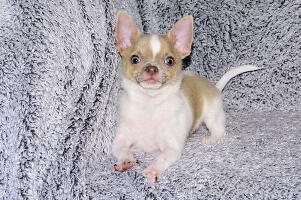 Devin-Fawn Spotted Male Chihuahua Puppy media 8