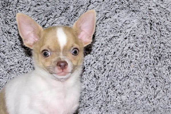 Devin-Fawn Spotted Male Chihuahua Puppy media 12