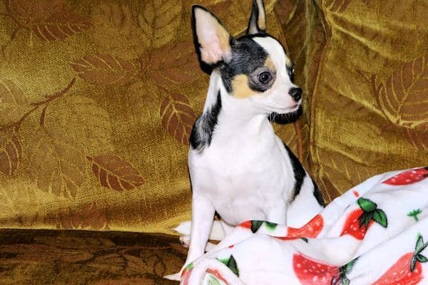Connor-Gorgeous Black and White spotted smoothcoat male media 5
