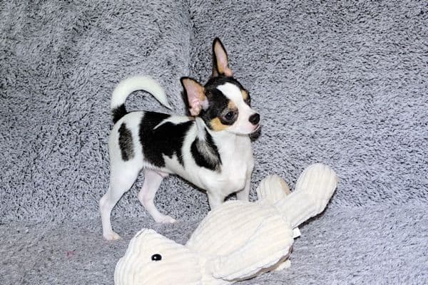 Connor-Gorgeous Black and White spotted smoothcoat male media 3