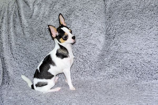 Connor-Gorgeous Black and White spotted smoothcoat male media 2