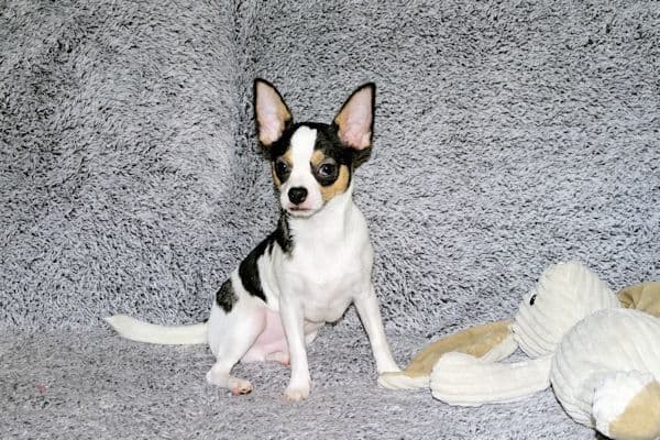 Connor-Gorgeous Black and White spotted smoothcoat male media 7