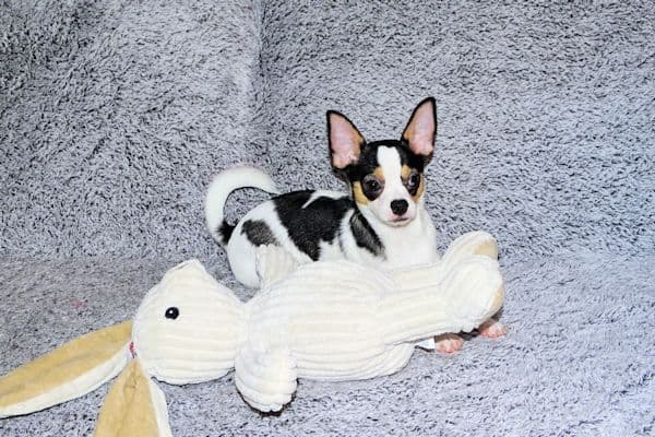 Connor-Gorgeous Black and White spotted smoothcoat male media 8