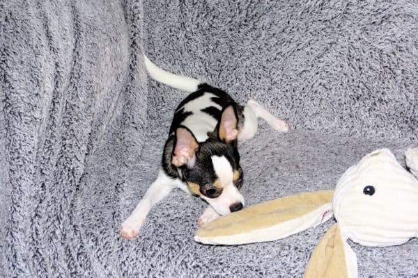 Connor-Gorgeous Black and White spotted smoothcoat male media 12
