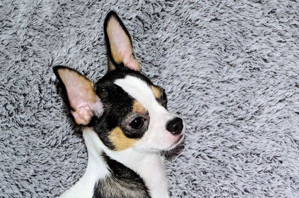 Connor-Gorgeous Black and White spotted smoothcoat male media 10