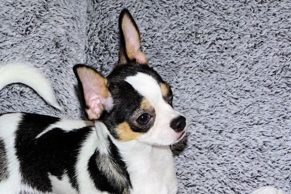 Connor-Gorgeous Black and White spotted smoothcoat male media 6